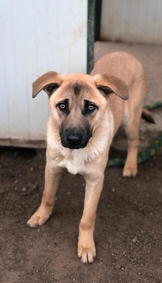Paperino cane curiosone con mantello fulvo, un po’ schivo Foto 5